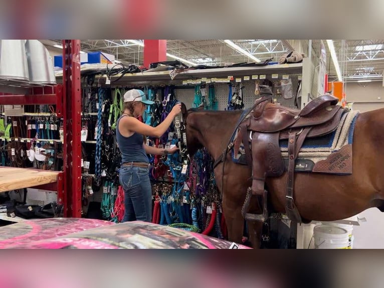 American Quarter Horse Ruin 16 Jaar 152 cm Roodbruin in Howell