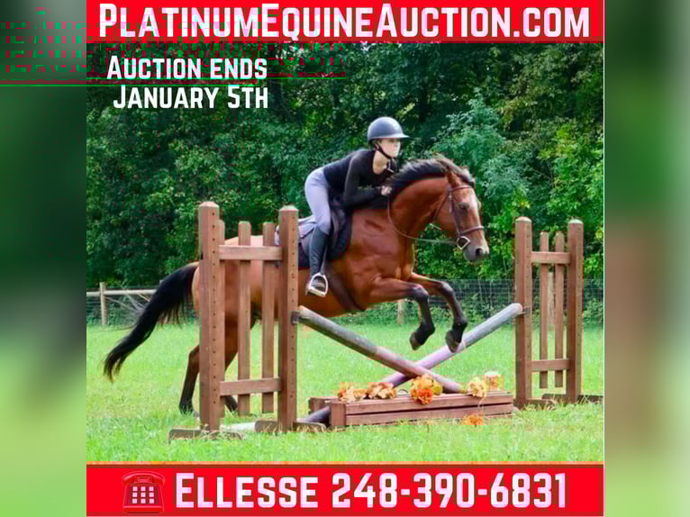 American Quarter Horse Ruin 16 Jaar 152 cm Roodbruin in Howell