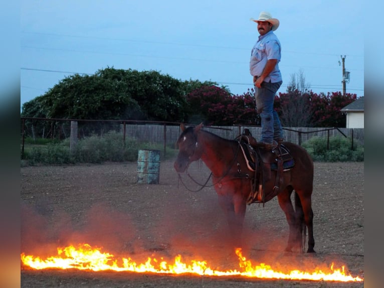 American Quarter Horse Ruin 16 Jaar 152 cm Roodbruin in Stephenville TX