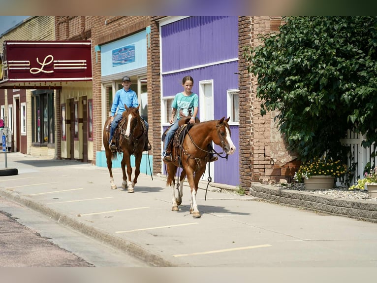 American Quarter Horse Ruin 16 Jaar 152 cm Roodvos in Corsica