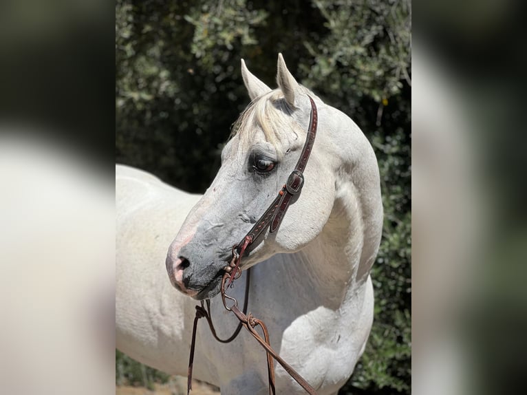 American Quarter Horse Ruin 16 Jaar 152 cm Schimmel in Paso Robles CA