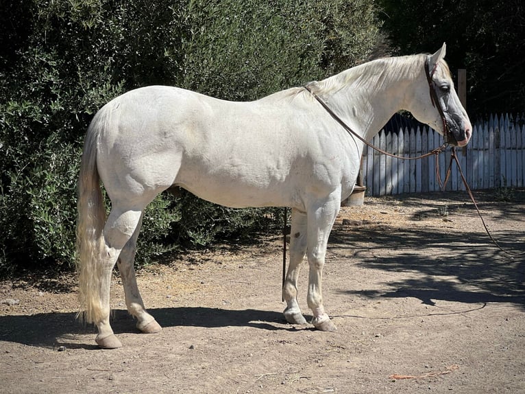 American Quarter Horse Ruin 16 Jaar 152 cm Schimmel in Paso Robles CA