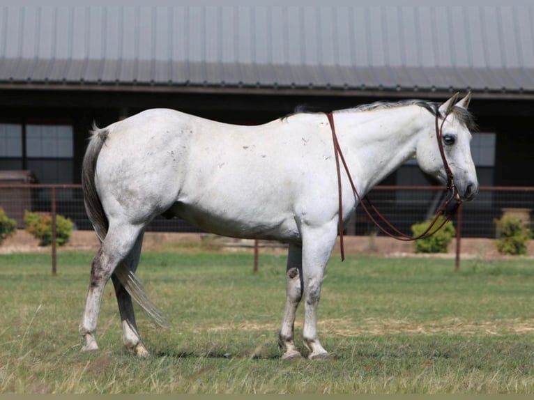 American Quarter Horse Ruin 16 Jaar 152 cm Schimmel in Weatherford TX