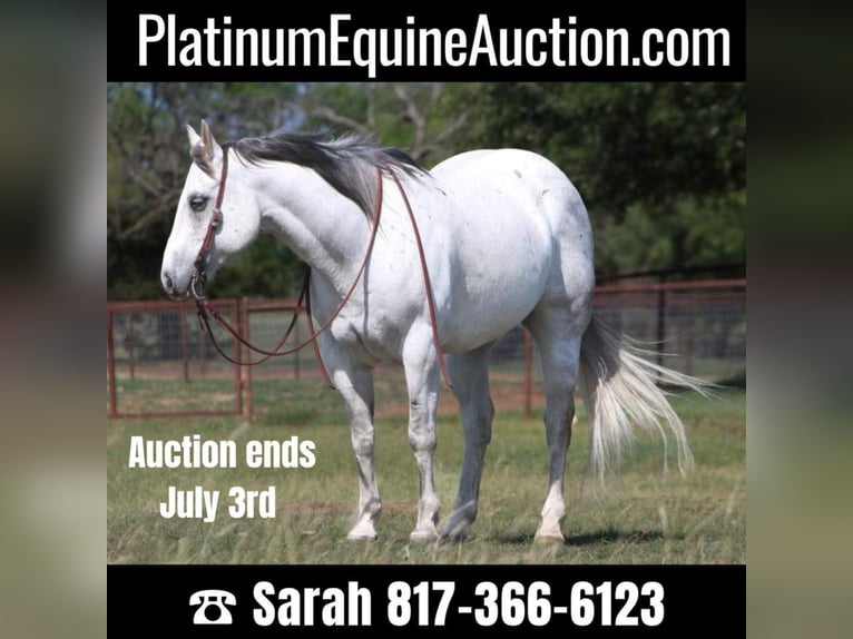 American Quarter Horse Ruin 16 Jaar 152 cm Schimmel in Weatherford TX