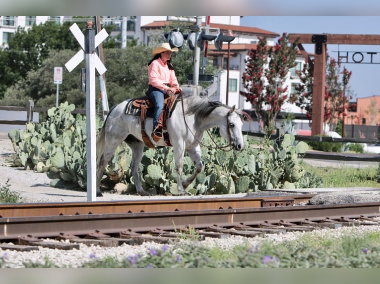 American Quarter Horse Ruin 16 Jaar 152 cm Schimmel in Weatherford TX