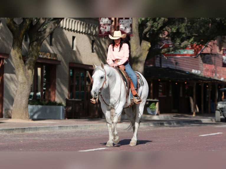 American Quarter Horse Ruin 16 Jaar 152 cm Schimmel in Weatherford TX