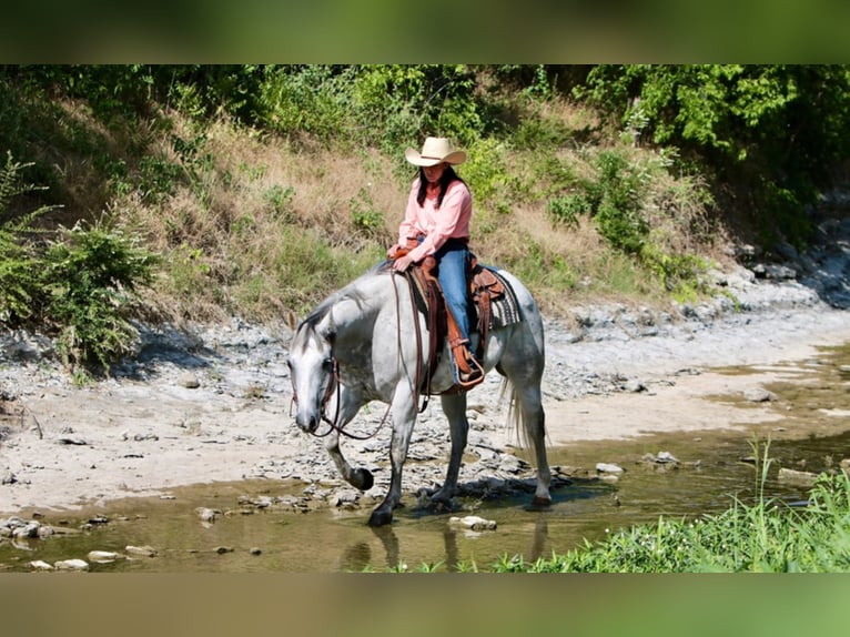 American Quarter Horse Ruin 16 Jaar 152 cm Schimmel in Weatherford TX