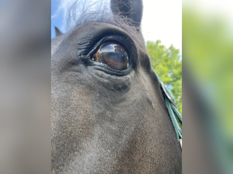American Quarter Horse Mix Ruin 16 Jaar 153 cm Zwart in Pürgen