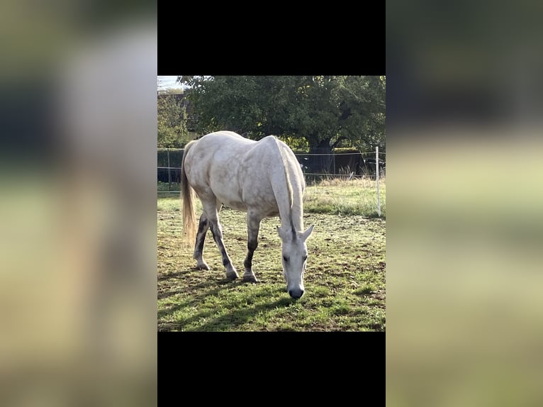 American Quarter Horse Ruin 16 Jaar 155 cm Brown Falb schimmel in Täferrot