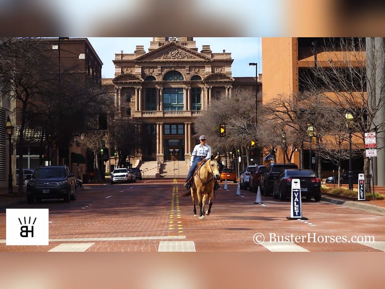 American Quarter Horse Ruin 16 Jaar 155 cm Buckskin in Wetherford TX