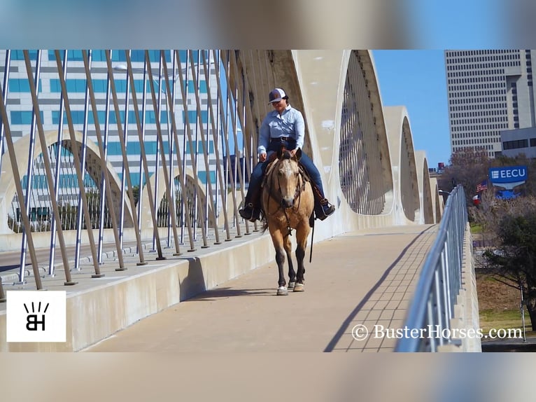 American Quarter Horse Ruin 16 Jaar 155 cm Buckskin in Wetherford TX