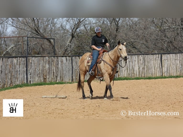 American Quarter Horse Ruin 16 Jaar 155 cm Buckskin in Wetherford TX