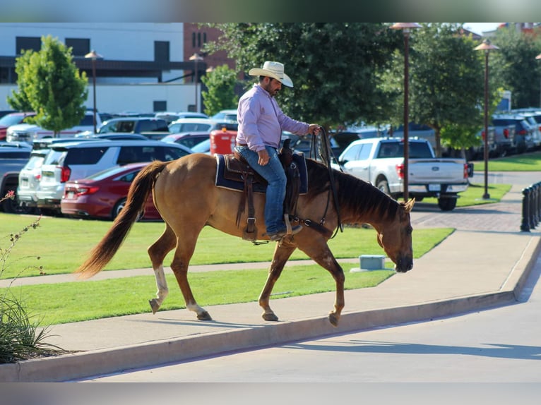 American Quarter Horse Ruin 16 Jaar 155 cm Falbe in Stephensville TX