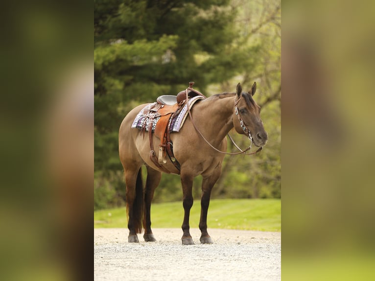 American Quarter Horse Ruin 16 Jaar 155 cm Grullo in Millersburg