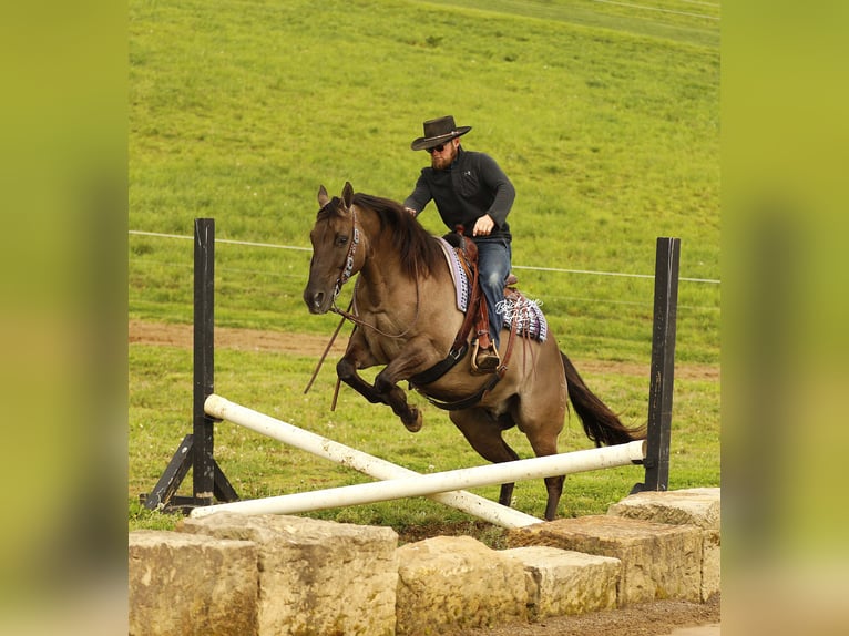 American Quarter Horse Ruin 16 Jaar 155 cm Grullo in Millersburg