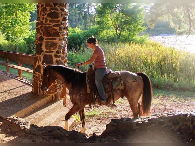 American Quarter Horse Ruin 16 Jaar 155 cm Roan-Bay in Rusk TX