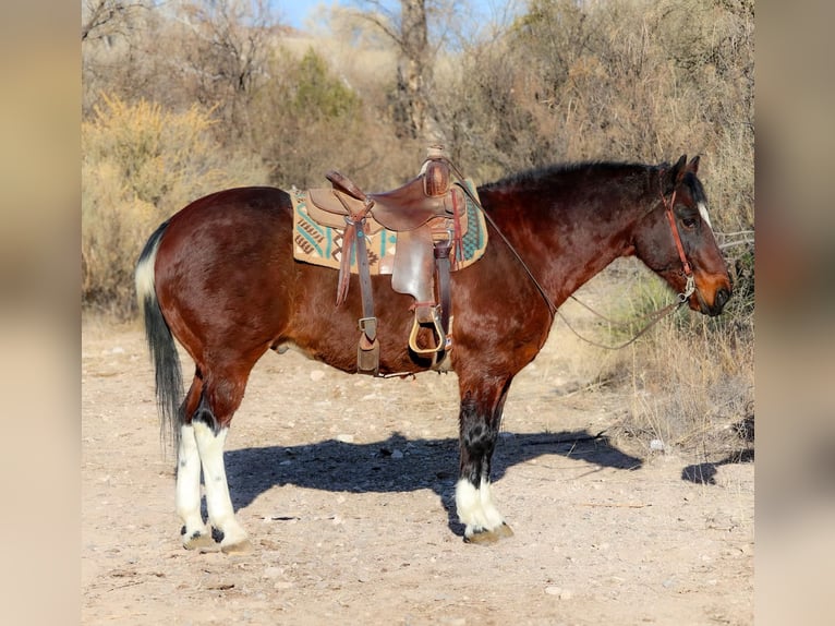 American Quarter Horse Ruin 16 Jaar 155 cm Roodbruin in Camp Verde AZ
