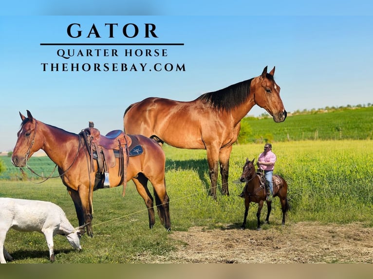 American Quarter Horse Ruin 16 Jaar 155 cm Roodbruin in Hodgenville, KY