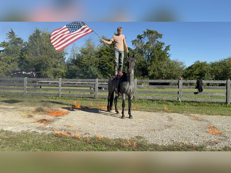 American Quarter Horse Ruin 16 Jaar 157 cm Roan-Blue in Grassy Creek KY