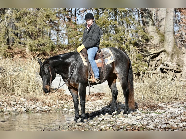 American Quarter Horse Ruin 16 Jaar 160 cm Roan-Blue in Sweet Springs, MO