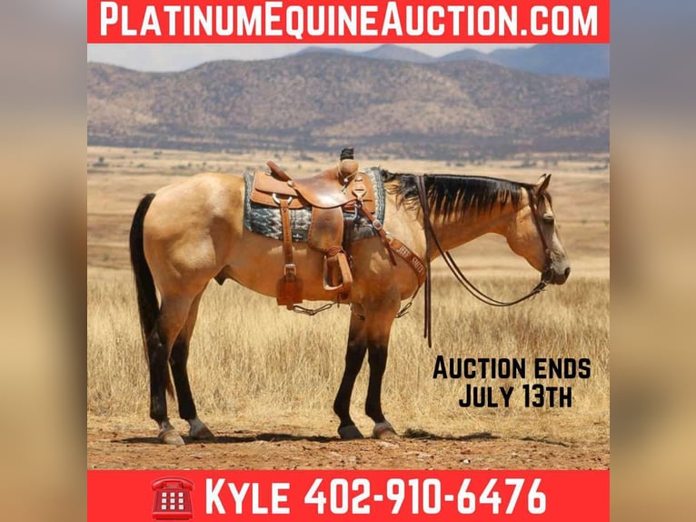 American Quarter Horse Ruin 16 Jaar 163 cm Buckskin in Nogales AZ