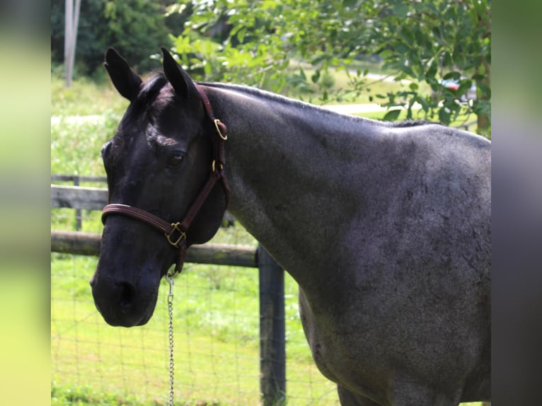 American Quarter Horse Ruin 16 Jaar 163 cm Roan-Blue in Borden IN