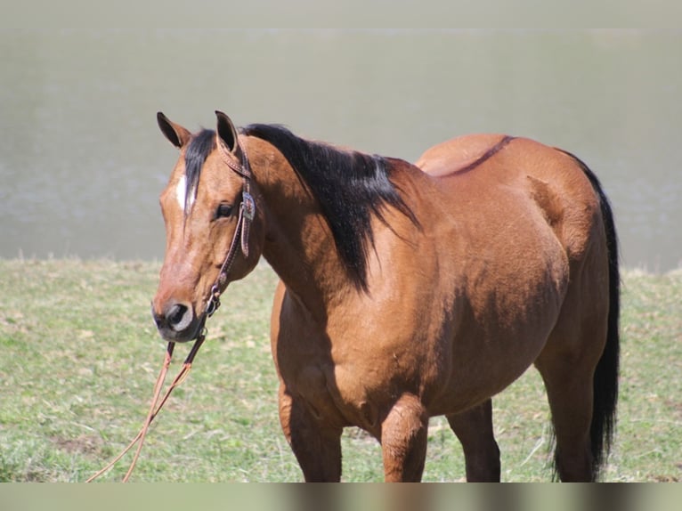 American Quarter Horse Ruin 16 Jaar 165 cm Falbe in Whitley City, KY