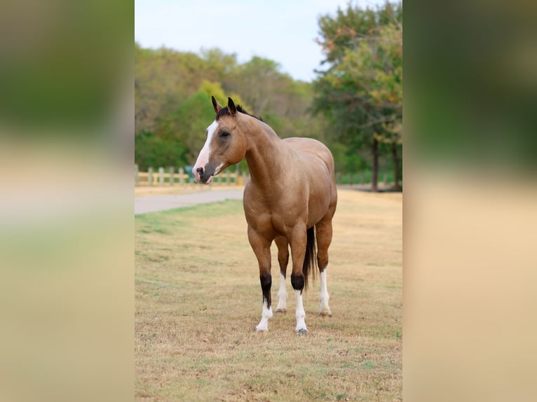 American Quarter Horse Ruin 16 Jaar Buckskin in Terrell