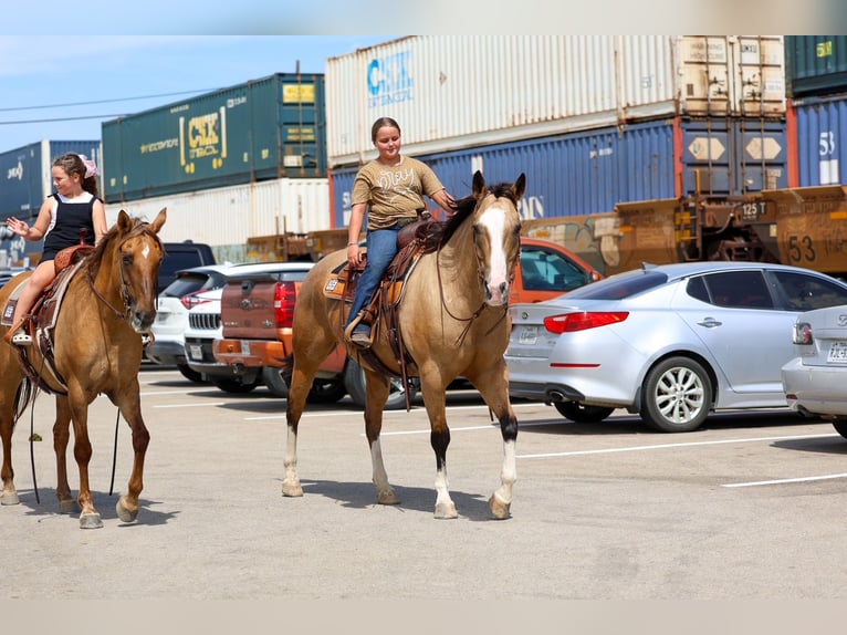 American Quarter Horse Ruin 16 Jaar Buckskin in Terrell