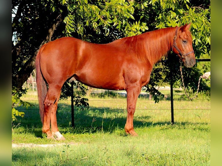 American Quarter Horse Ruin 16 Jaar Donkere-vos in stephenville TX