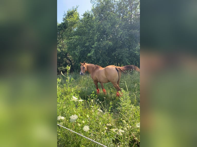 American Quarter Horse Ruin 16 Jaar Falbe in TOMAH, WI