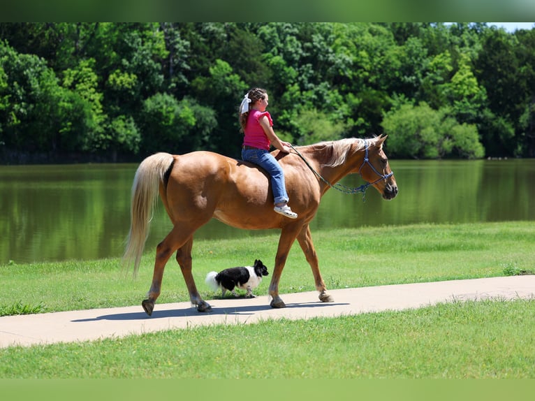 American Quarter Horse Ruin 16 Jaar Palomino in Forney