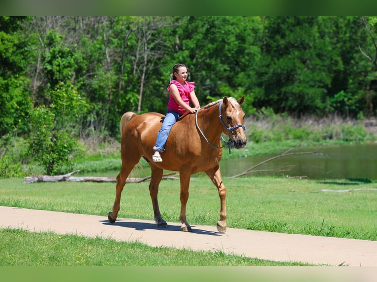 American Quarter Horse Ruin 16 Jaar Palomino in Forney