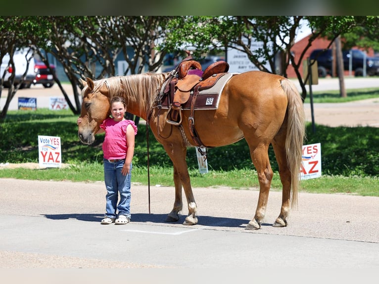 American Quarter Horse Ruin 16 Jaar Palomino in Forney
