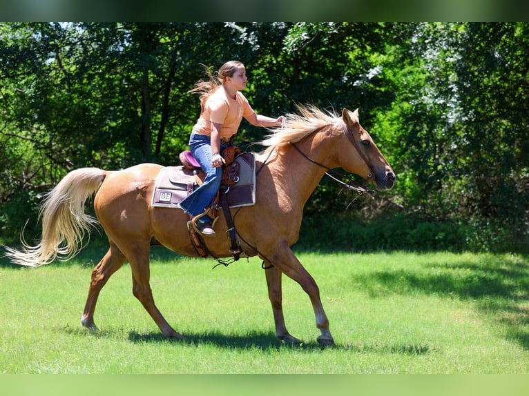 American Quarter Horse Ruin 16 Jaar Palomino in Forney