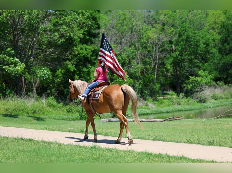 American Quarter Horse Ruin 16 Jaar Palomino in Forney