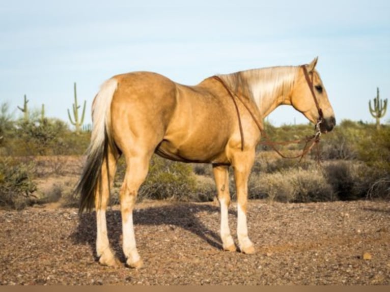 American Quarter Horse Ruin 16 Jaar Palomino in Whittman AZ