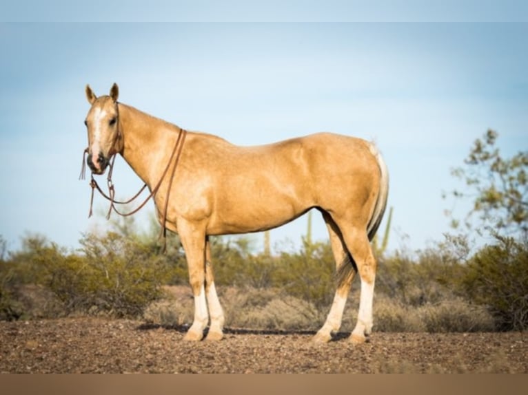 American Quarter Horse Ruin 16 Jaar Palomino in Whittman AZ