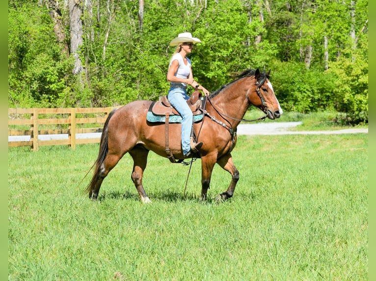 American Quarter Horse Ruin 16 Jaar Roan-Bay in Hillsboro KY