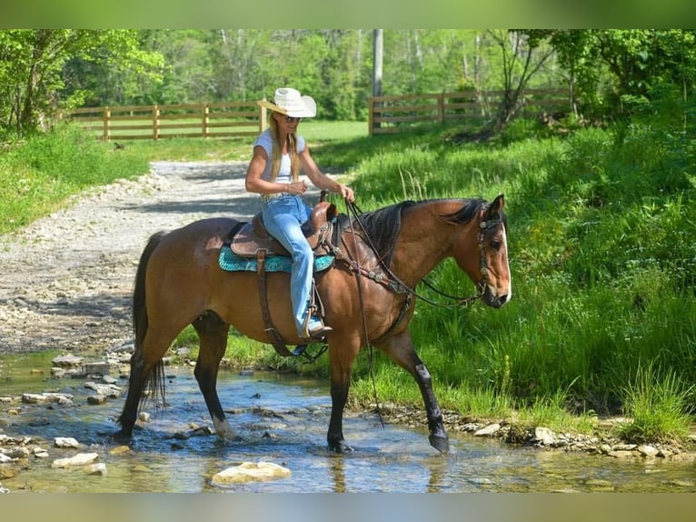 American Quarter Horse Ruin 16 Jaar Roan-Bay in Hillsboro KY