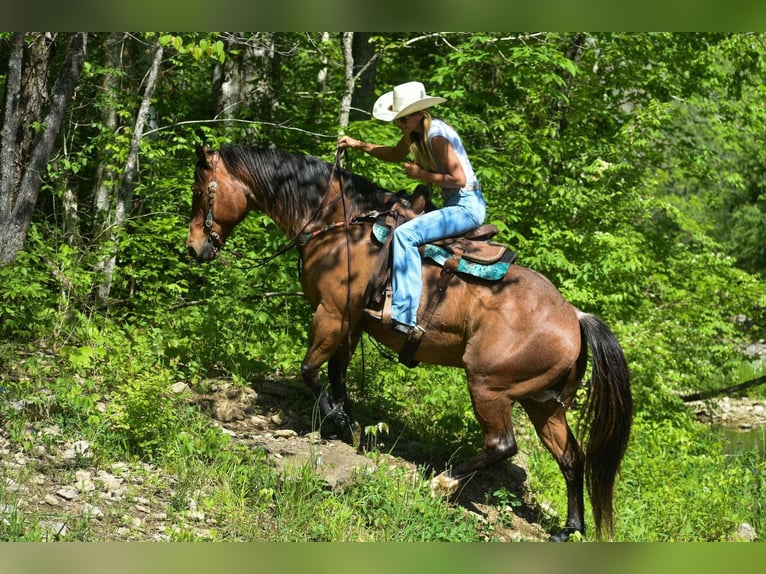 American Quarter Horse Ruin 16 Jaar Roan-Bay in Hillsboro KY