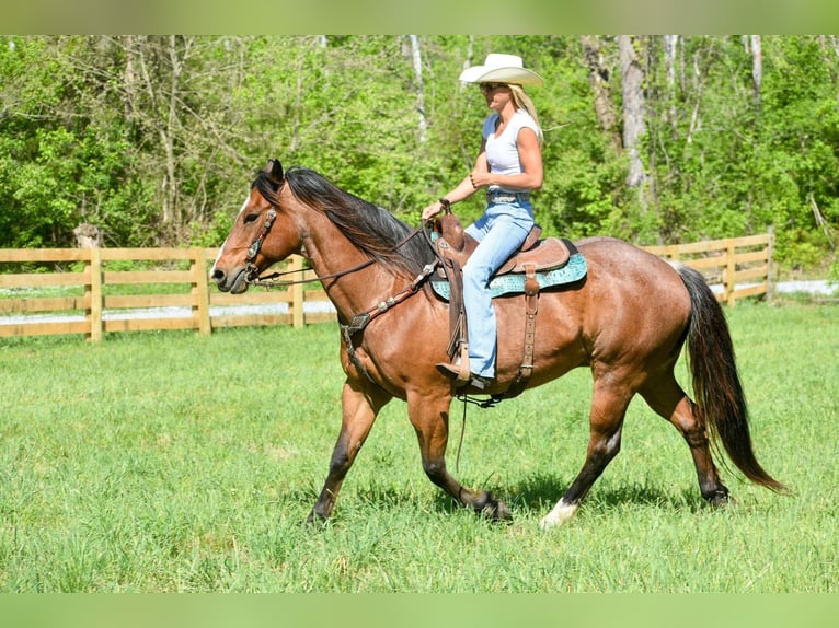 American Quarter Horse Ruin 16 Jaar Roan-Bay in Hillsboro KY