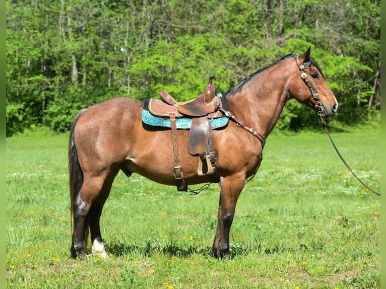 American Quarter Horse Ruin 16 Jaar Roan-Bay in Hillsboro KY