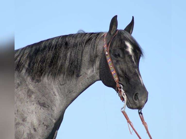 American Quarter Horse Ruin 16 Jaar Roan-Blue in Mount vernon Ky