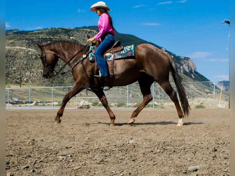 American Quarter Horse Ruin 16 Jaar Roan-Red in Cody WY