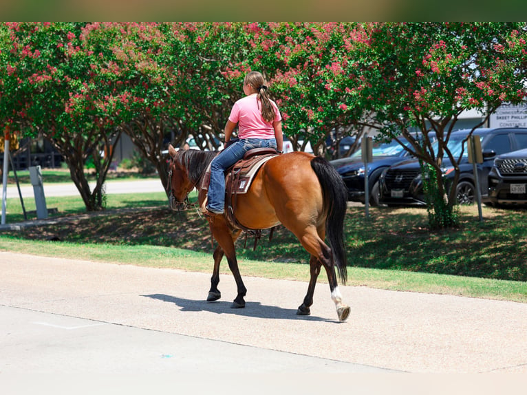 American Quarter Horse Ruin 16 Jaar Roodbruin in Terrell