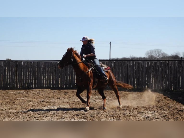 American Quarter Horse Ruin 16 Jaar Roodvos in Weatherford, TX
