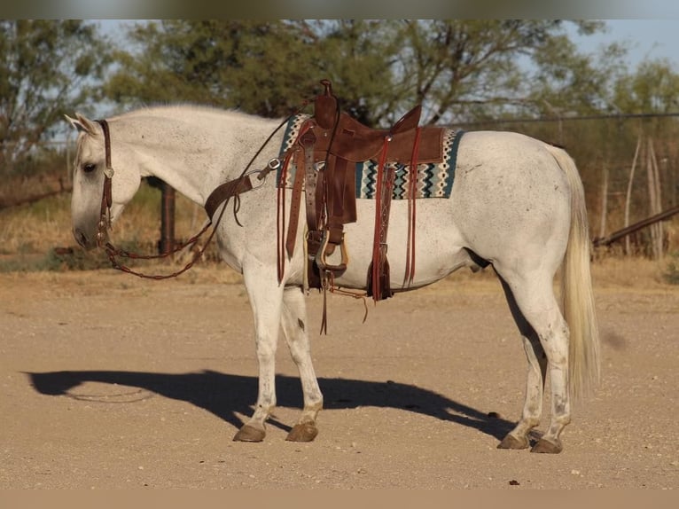 American Quarter Horse Ruin 16 Jaar Schimmel in Eastland, TX