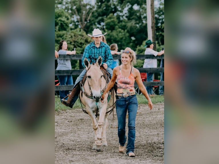 American Quarter Horse Ruin 17 Jaar 132 cm Palomino in Flemingsburg kY