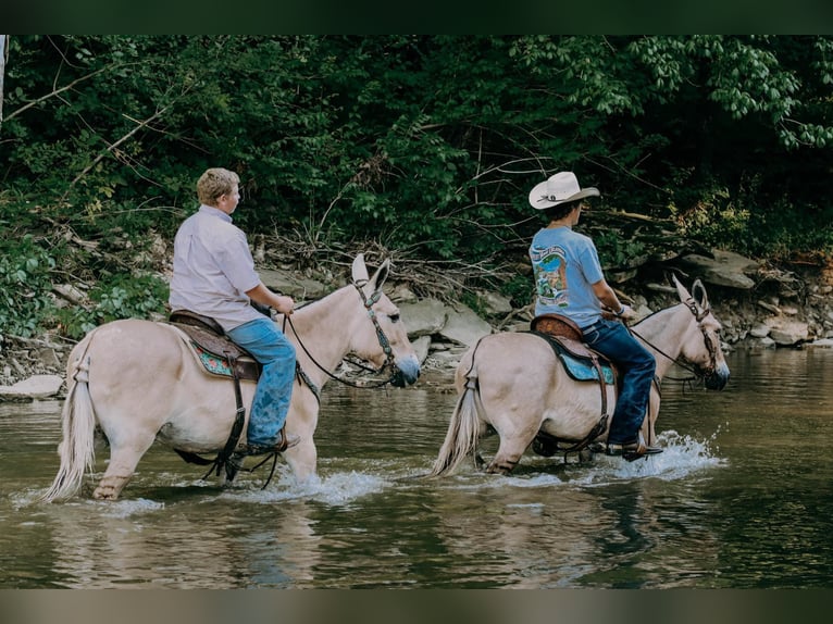 American Quarter Horse Ruin 17 Jaar 132 cm Palomino in Flemingsburg kY